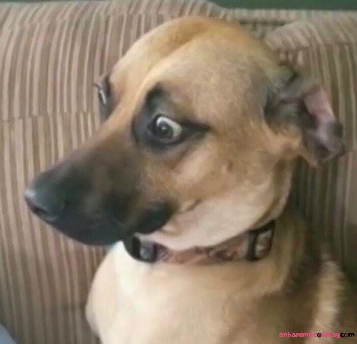 ảnh meme hốt hoảng chó